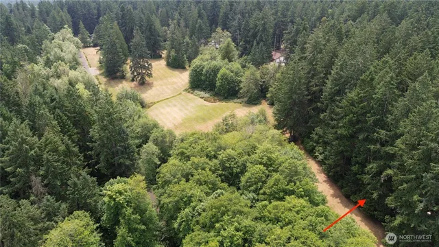 a view of a yard with plants and large trees