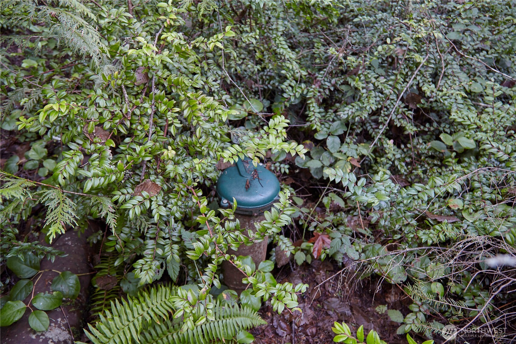 63-xx Northwest Anderson Hill Road Silverdale, WA 98383 - Photo 17 of 25 a view of a plant in a garden