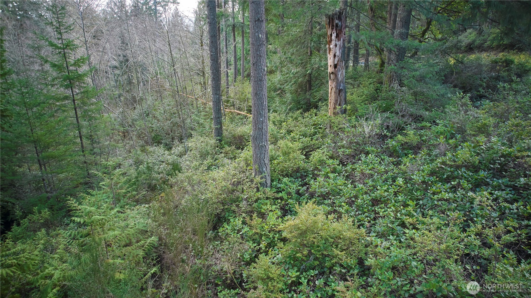 63-xx Northwest Anderson Hill Road Silverdale, WA 98383 - Photo 7 of 25 a view of a forest with trees
