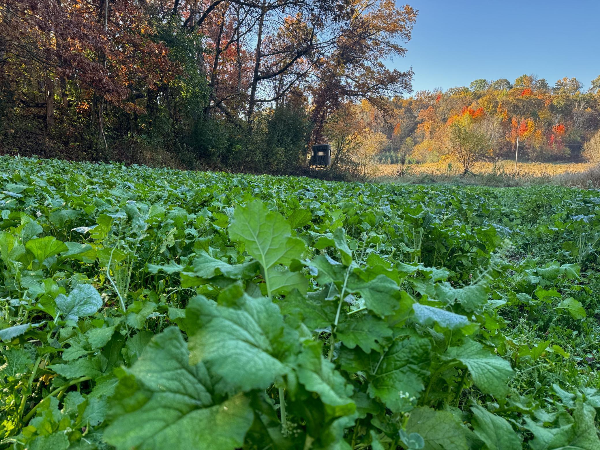 N35194 Przybilla Road Independence, WI 54747 - Photo 18 of 62