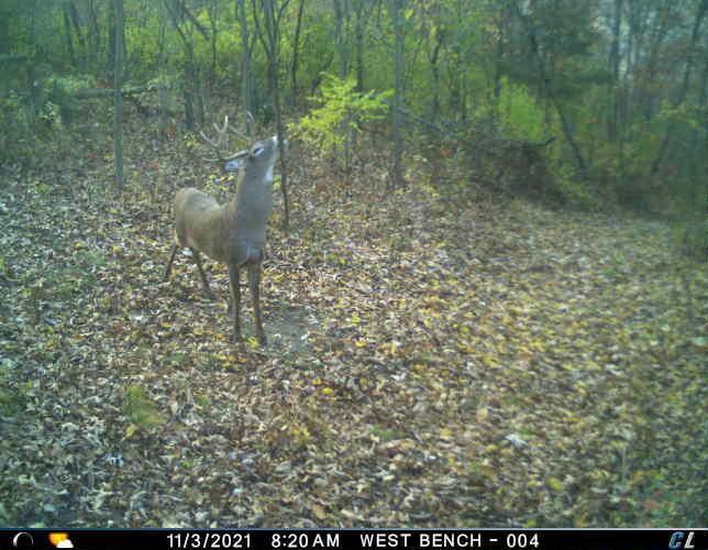 N35194 Przybilla Road Independence, WI 54747 - Photo 30 of 62