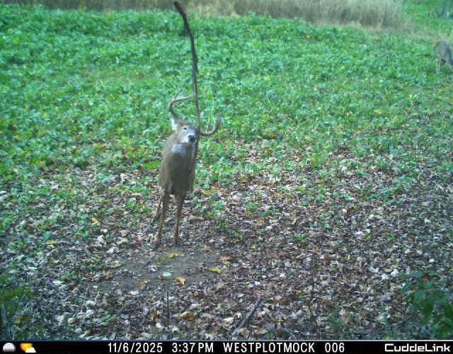 N35194 Przybilla Road Independence, WI 54747 - Photo 32 of 62