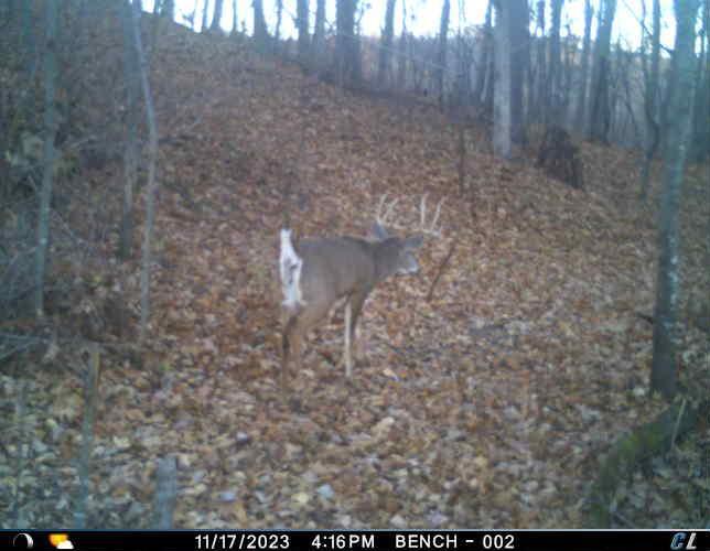 N35194 Przybilla Road Independence, WI 54747 - Photo 33 of 62