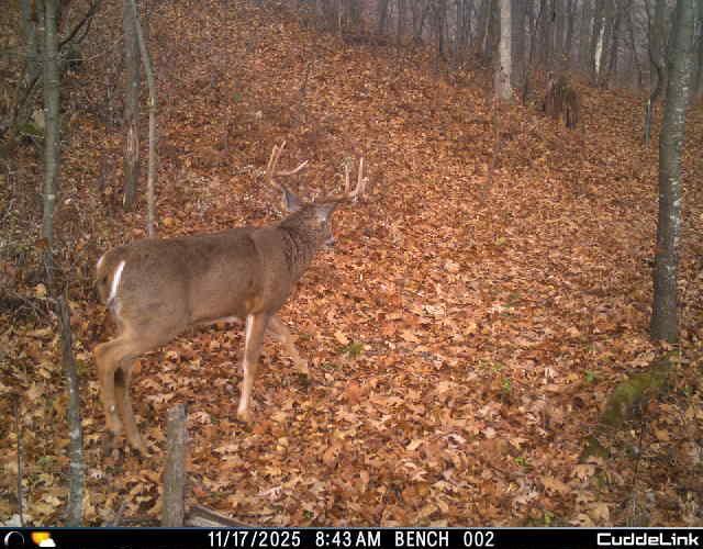 N35194 Przybilla Road Independence, WI 54747 - Photo 35 of 62
