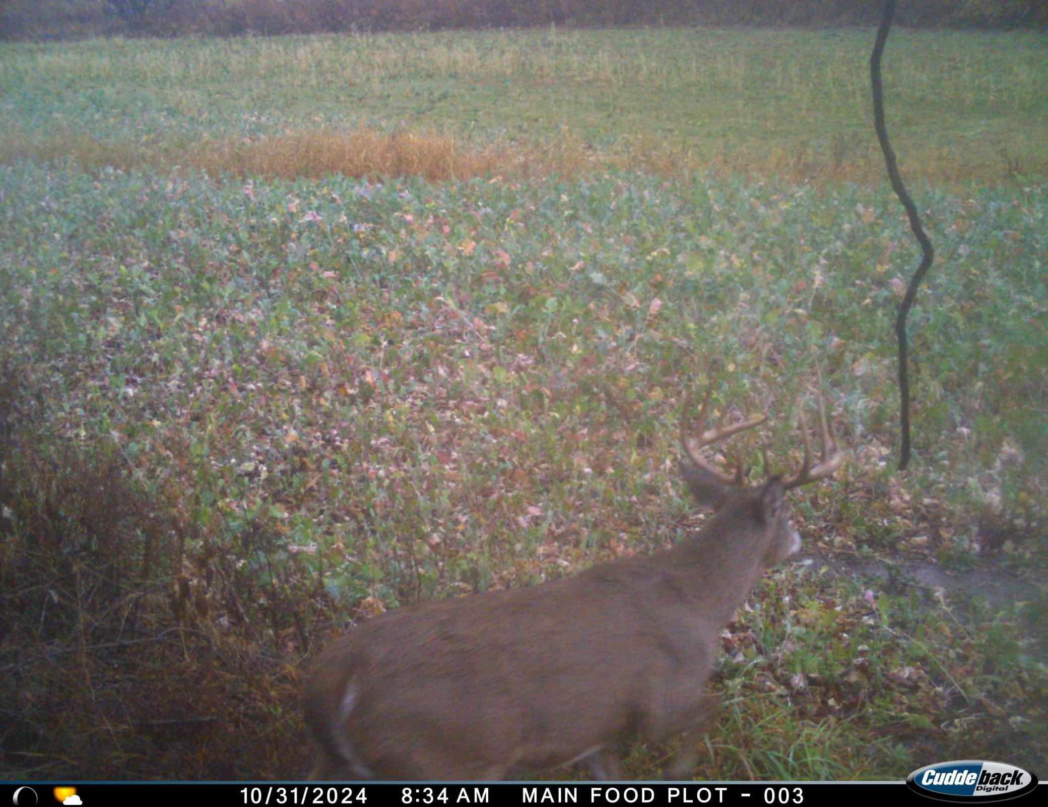 N35194 Przybilla Road Independence, WI 54747 - Photo 37 of 62