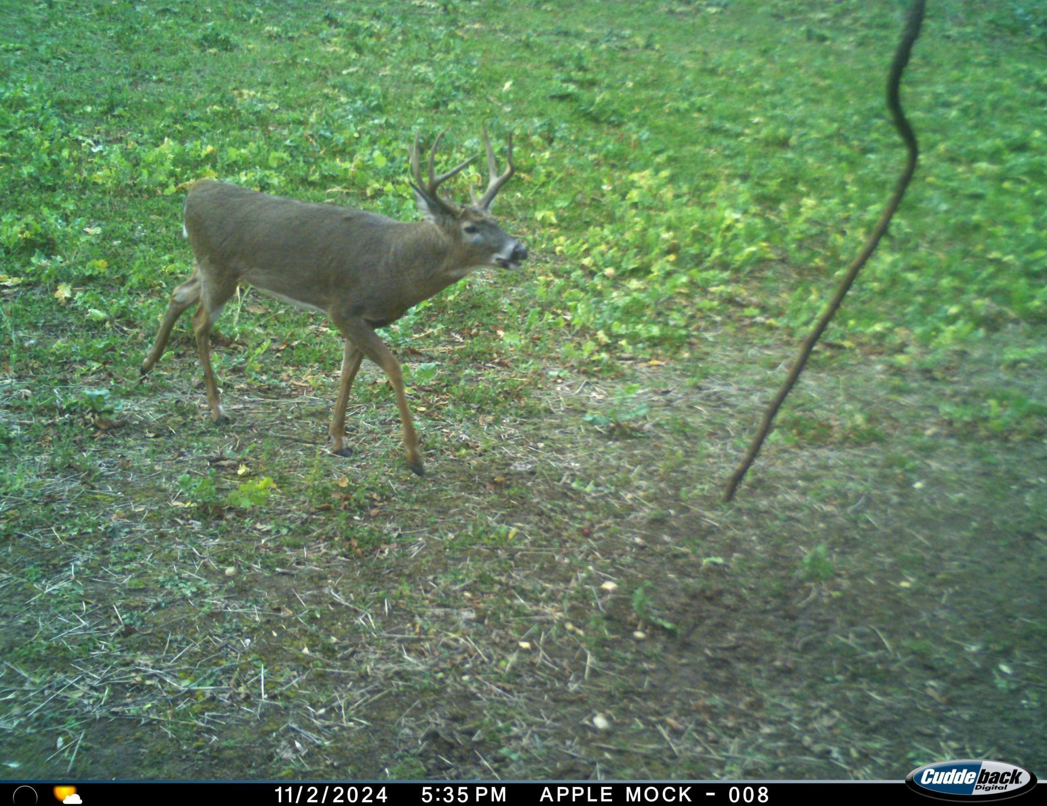 N35194 Przybilla Road Independence, WI 54747 - Photo 38 of 62
