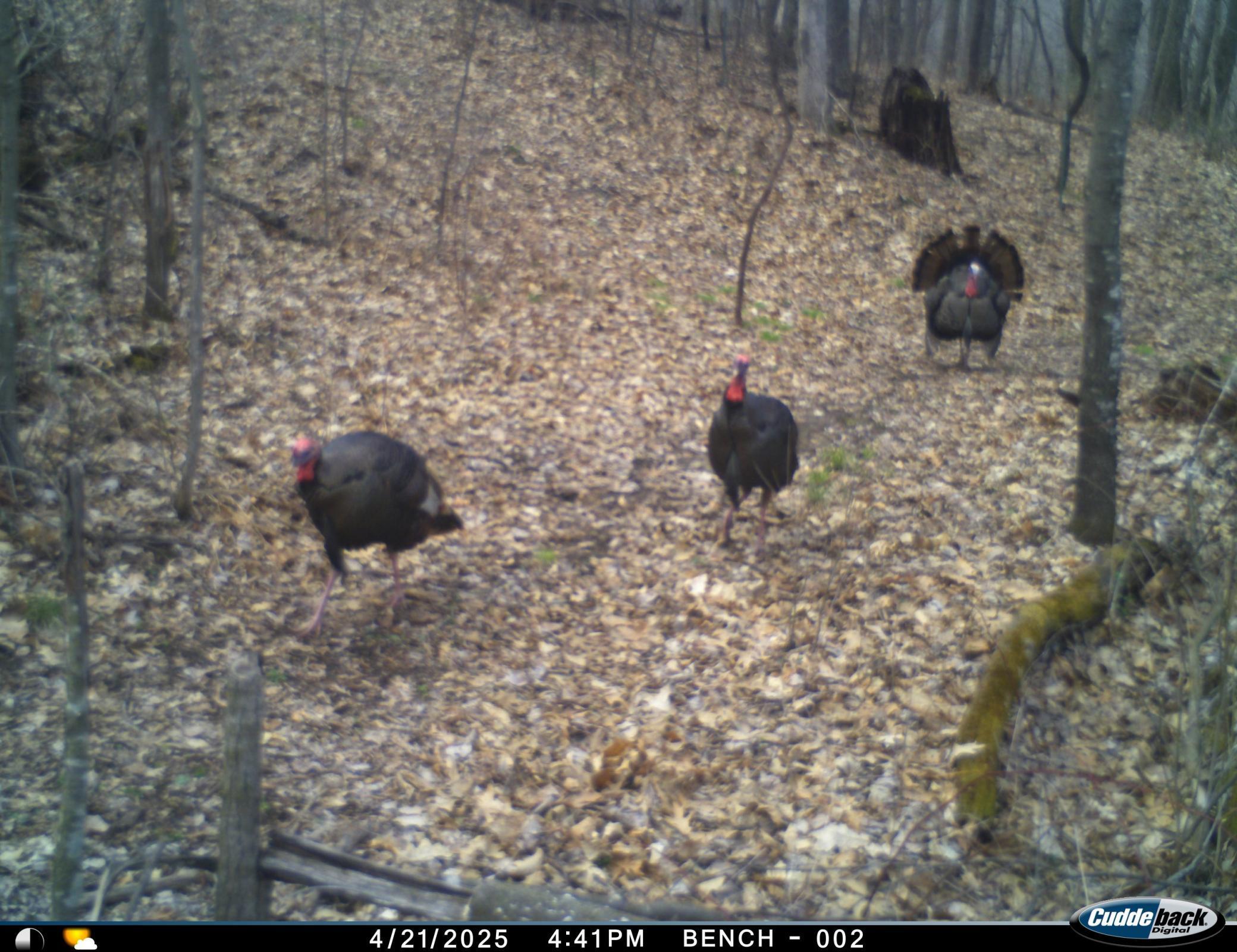 N35194 Przybilla Road Independence, WI 54747 - Photo 45 of 62
