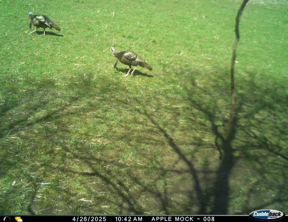 $275,000 | N35194 Przybilla Road, Independence, WI 54747