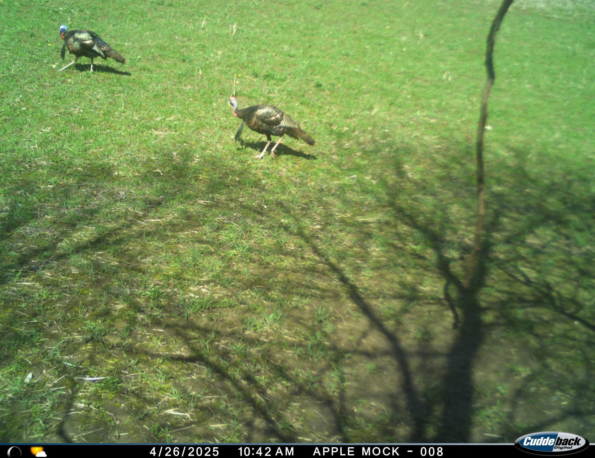 N35194 Przybilla Road Independence, WI 54747 - Photo 46 of 62
