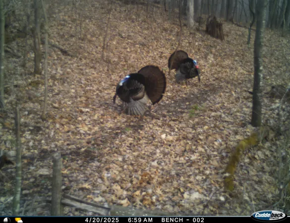 $275,000 | N35194 Przybilla Road, Independence, WI 54747