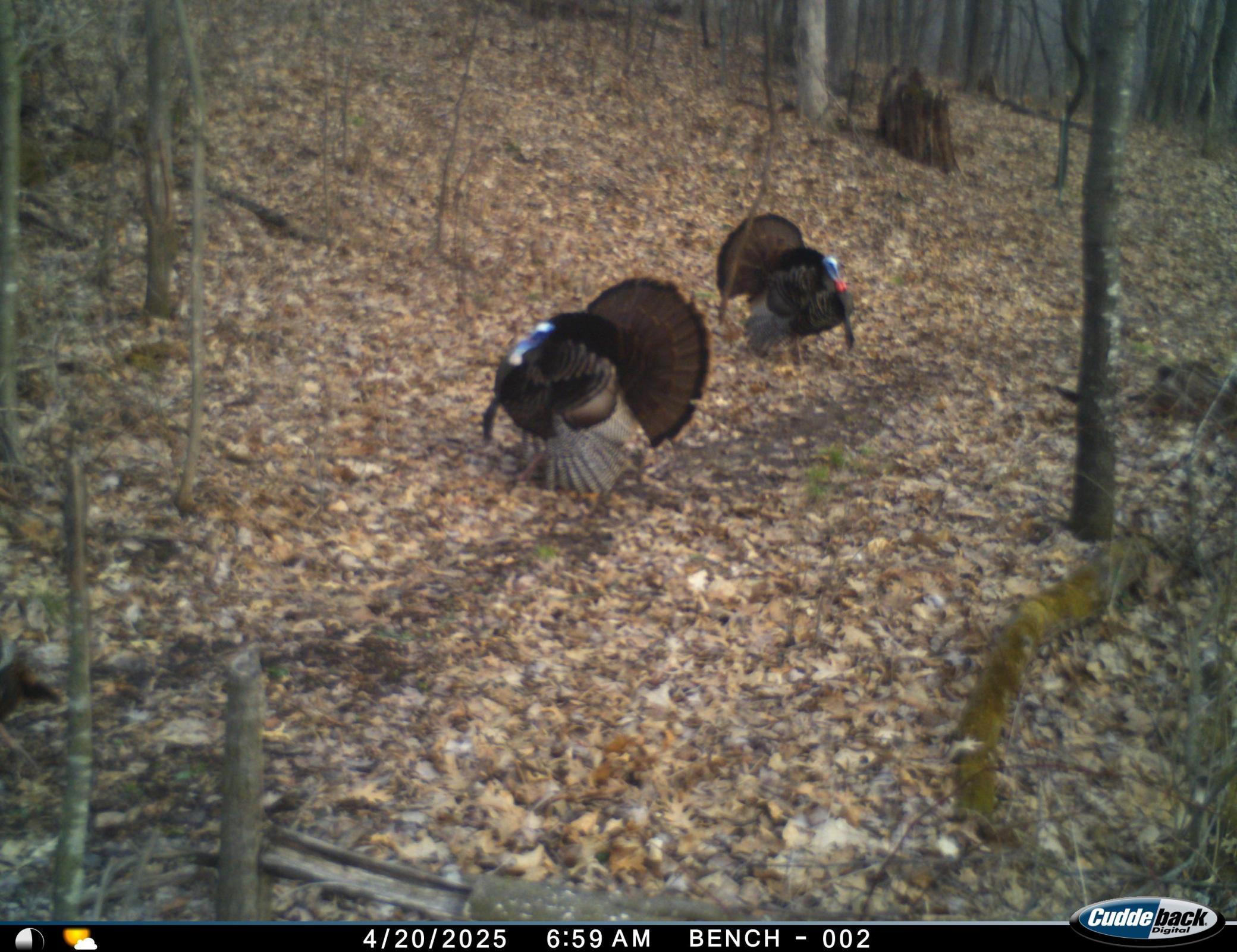 N35194 Przybilla Road Independence, WI 54747 - Photo 47 of 62