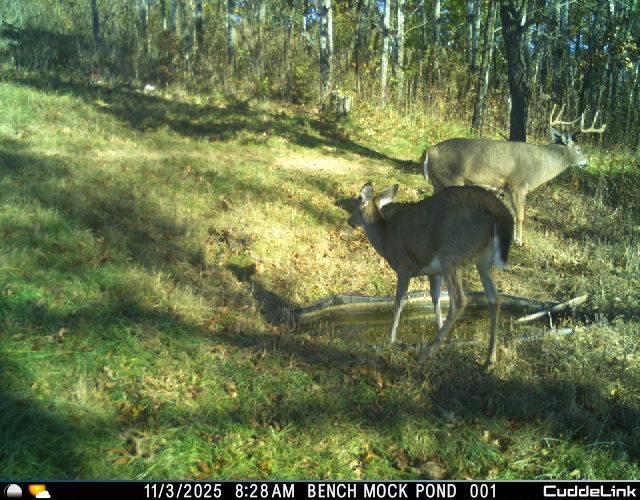 N35194 Przybilla Road Independence, WI 54747 - Photo 5 of 62