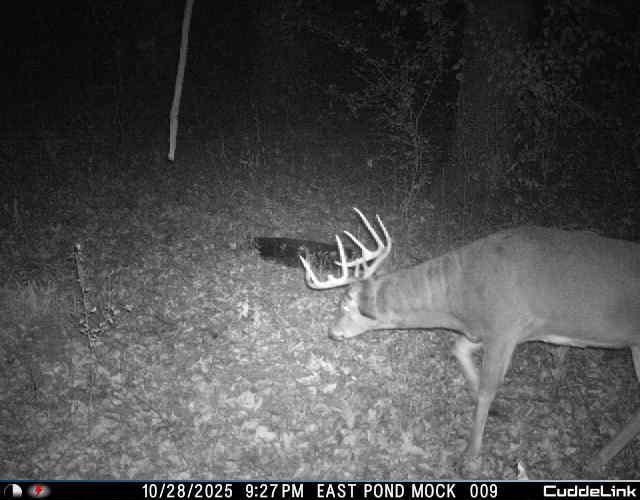 N35194 Przybilla Road Independence, WI 54747 - Photo 59 of 62