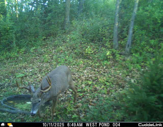 N35194 Przybilla Road Independence, WI 54747 - Photo 9 of 62