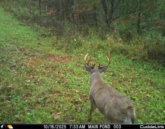 $275,000 | N35194 Przybilla Road, Independence, WI 54747