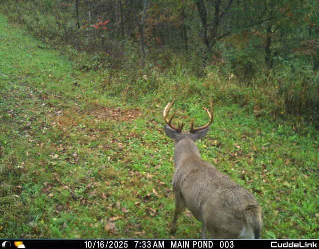 N35194 Przybilla Road Independence, WI 54747 - Photo 10 of 62