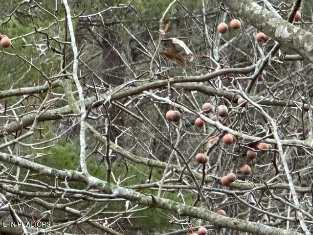 186 Blair Road Dryden, VA 24243 - Photo 30 of 30 Persimmon Tree