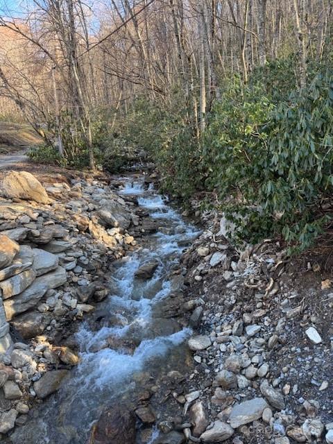 Tbd Sorrells Creek Road Canton, NC 28716 - Photo 17 of 22 a view of a forest with a tree