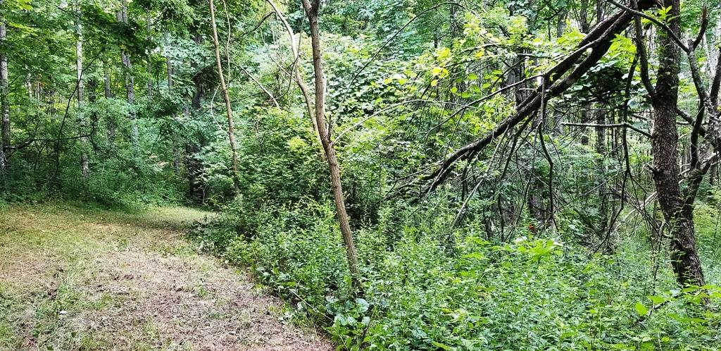 Backus Rd Meadow Bridge Meadow Bridge, WV 25976 - Photo 6 of 14 Gallery Image 6
