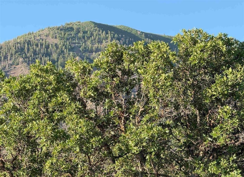 43867 Long Gulch Road Crawford, CO 81415 - Photo 30 of 42 Gallery Image 30