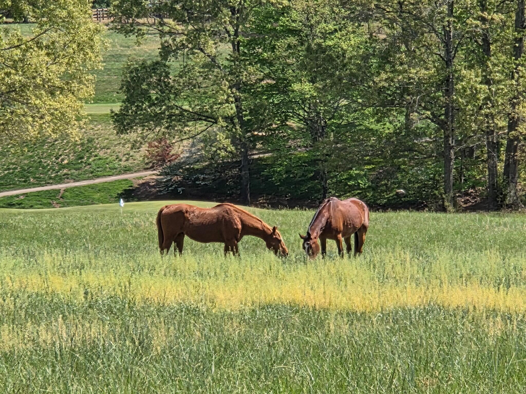 145 Bridleridge Road Penhook, VA 24137 - Photo 72 of 76 Horses Best
