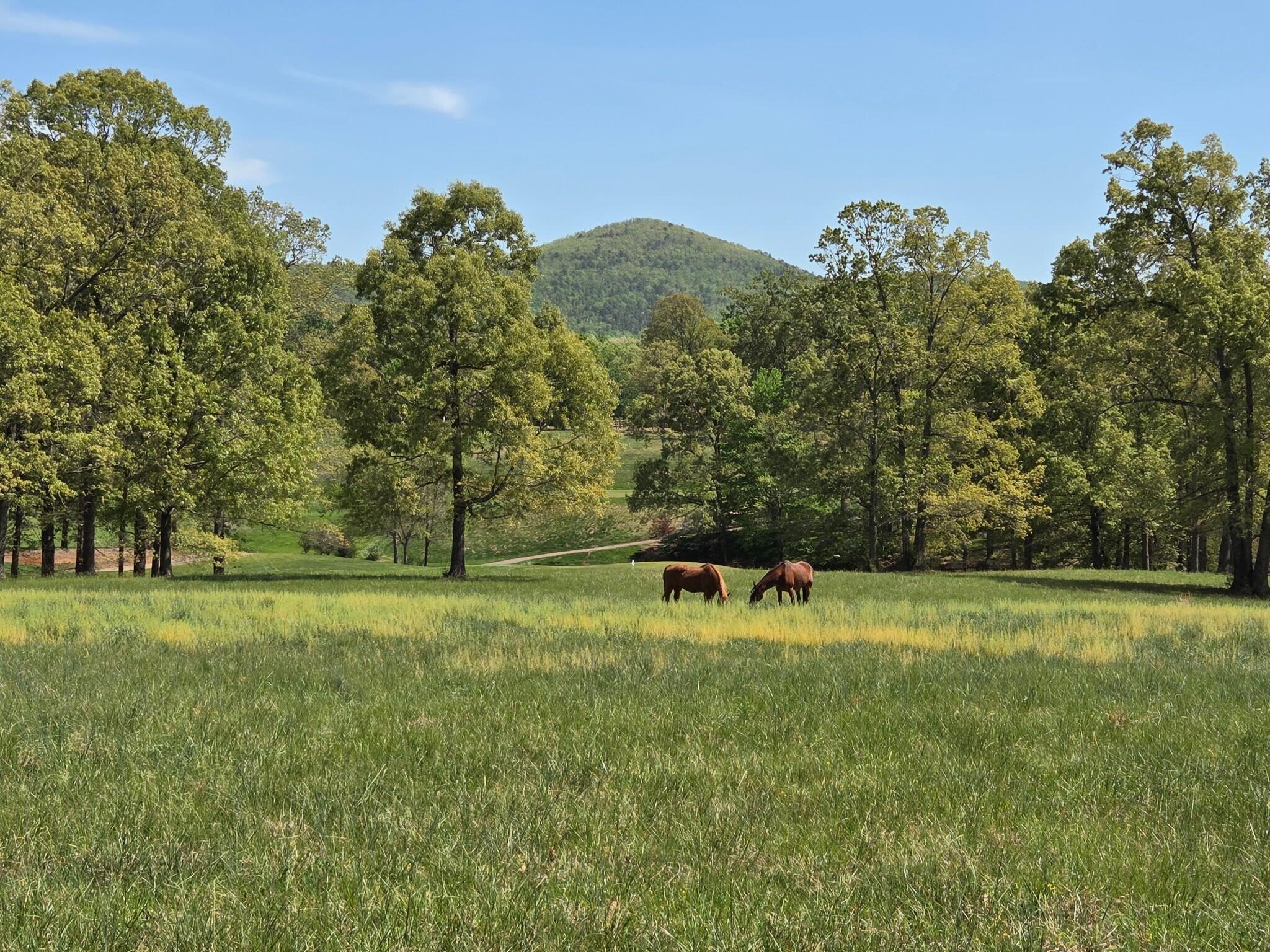 145 Bridleridge Road Penhook, VA 24137 - Photo 75 of 80 Horses