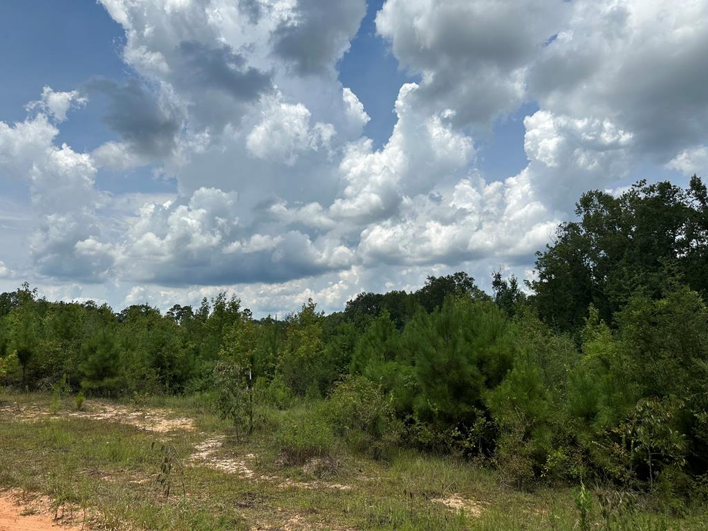 30-ac West Old Elba Road Coffee Springs, AL 36318 - Photo 19 of 19