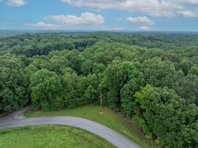 a view of a lush green forest
