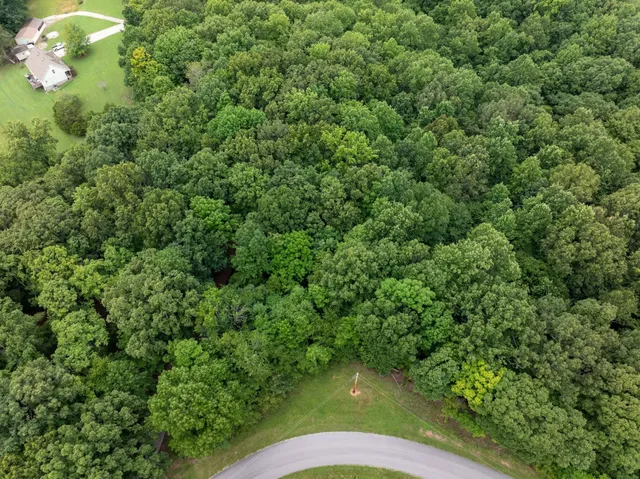 a view of a forest from a outdoor space