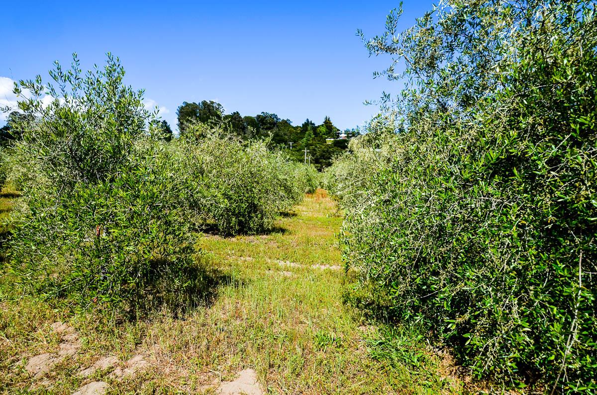 1583 Pleasant Valley Road Aptos, CA 95003 - Photo 50 of 66 Gallery Image 50