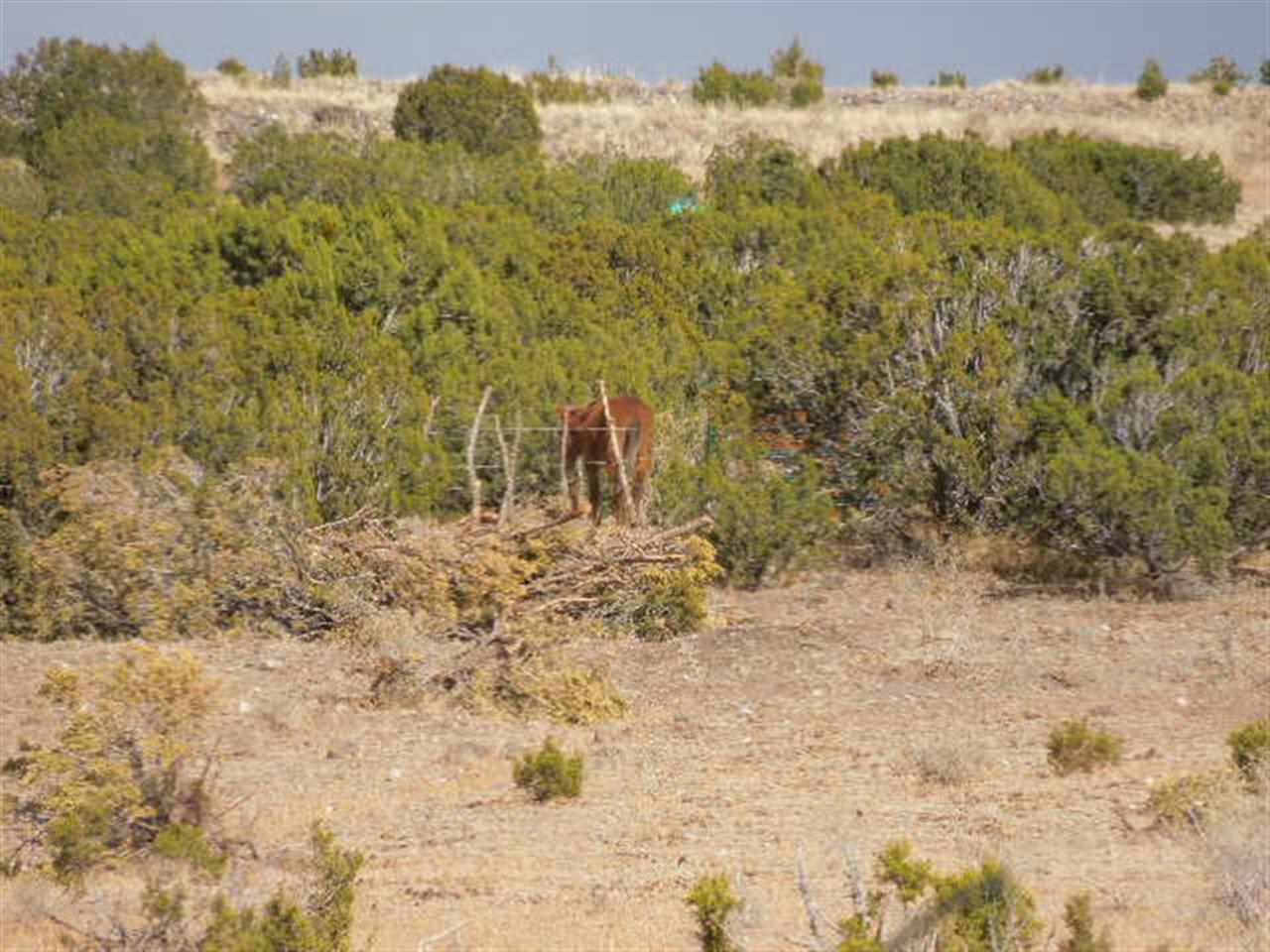 Tbd South River Road Eagar, AZ 85925 - Photo 6 of 8