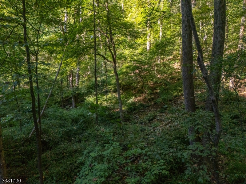 a view of a forest that has large trees
