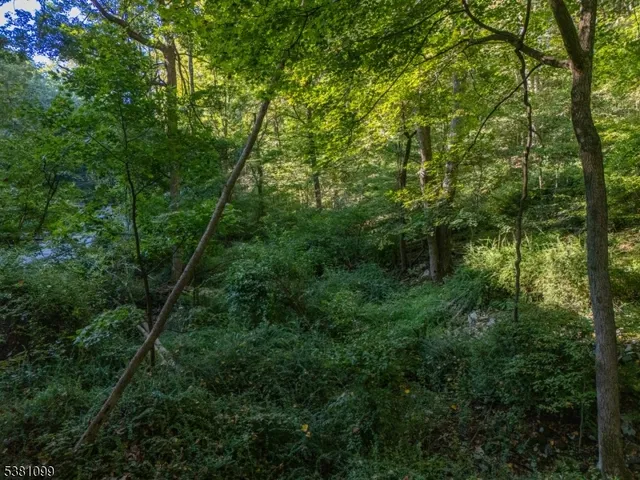 a view of a lush green forest with lots of trees