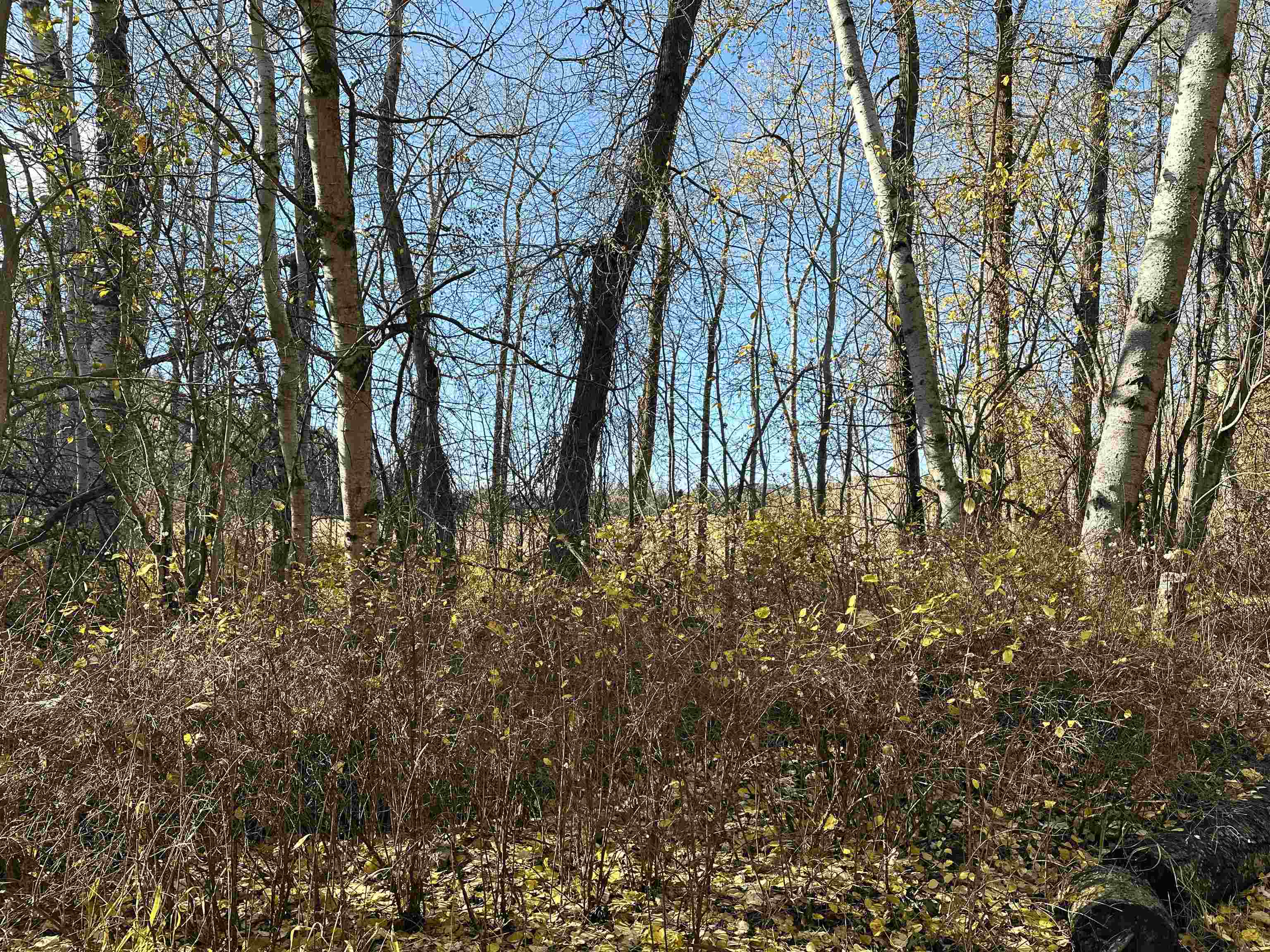 3979 Taylor Ranch Way Loon Lake, WA 99148 - Photo 28 of 37