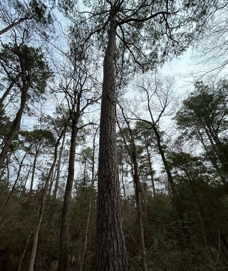 1 Lloyd Walker Road Huntington, TX 75949 - Photo 5 of 9