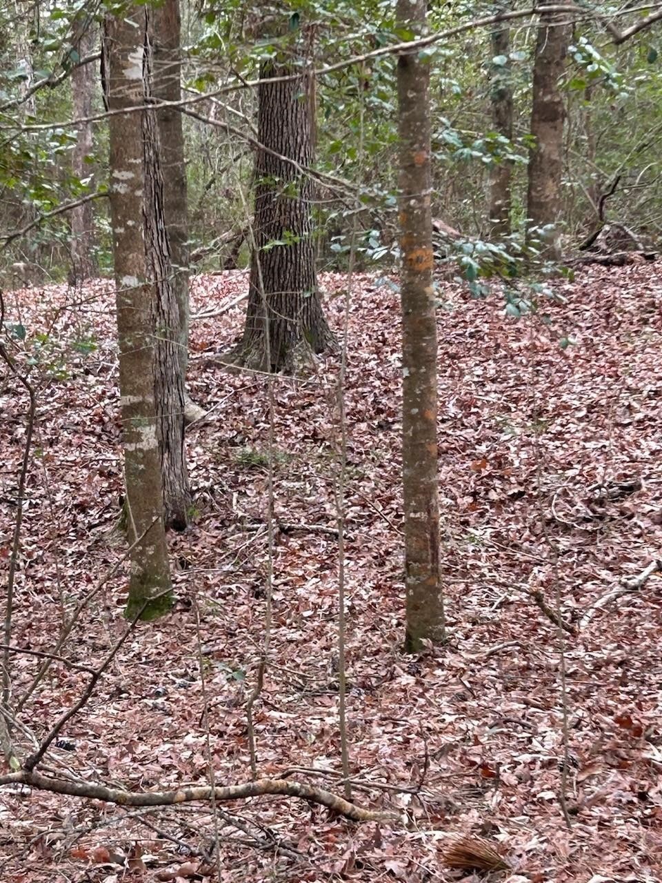 1 Lloyd Walker Road Huntington, TX 75949 - Photo 6 of 9