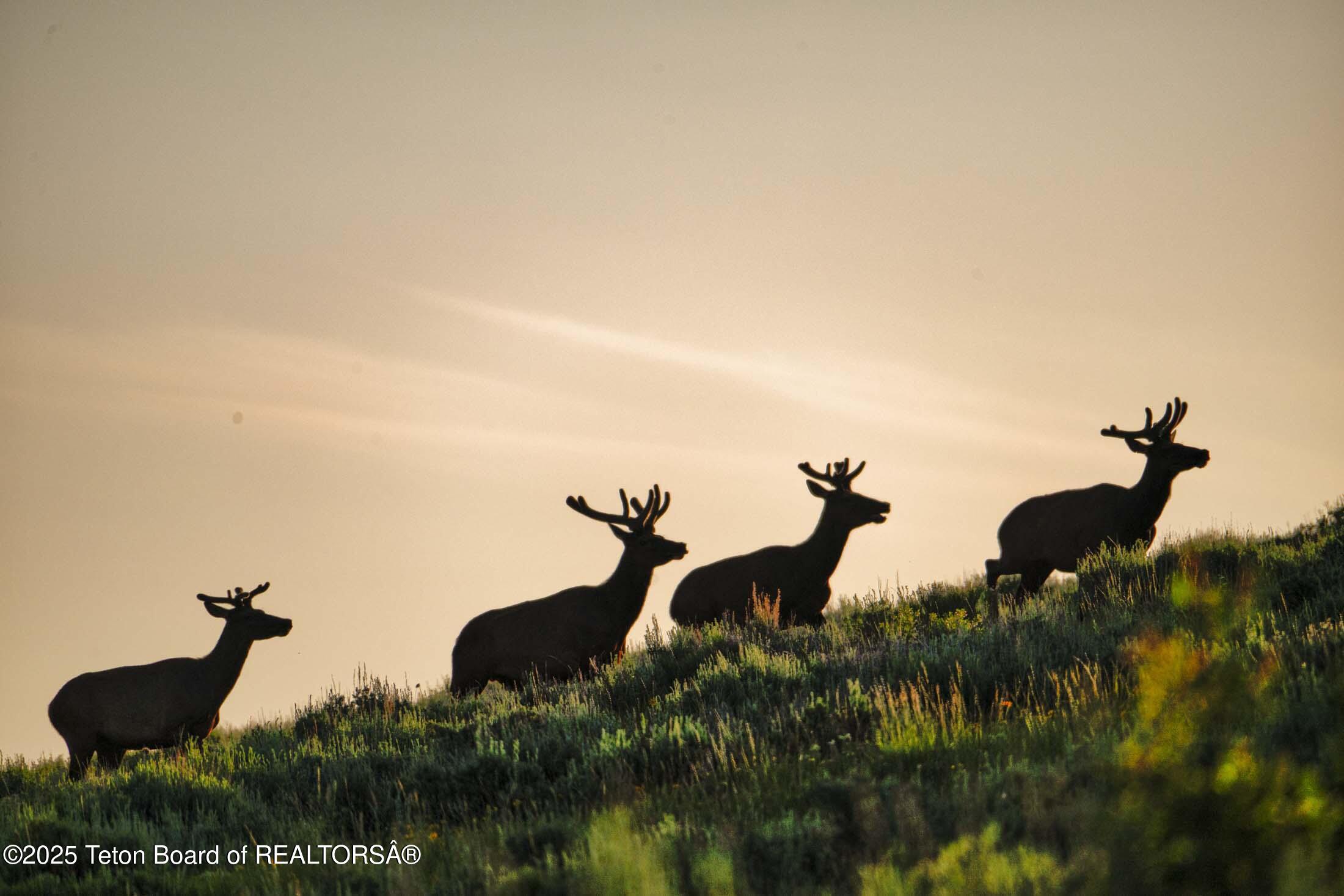 3000 Riva Ridge Road Jackson, WY 83001 - Photo 55 of 86 Riva-Ridge-Reserve-Jackson-Hole--14