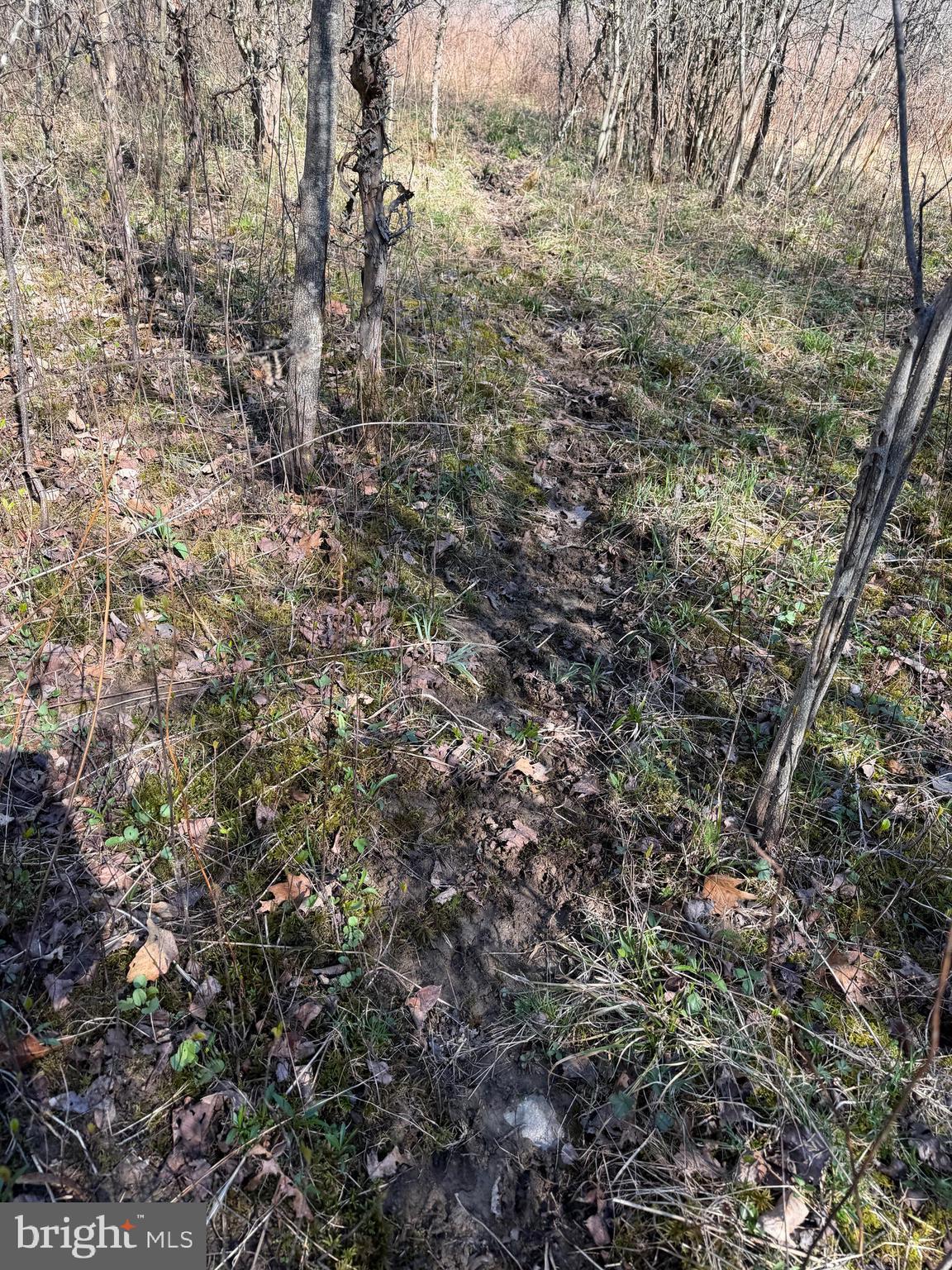 129-acres Black Hollow Road Schellsburg, PA 15559 - Photo 65 of 72 a view of a yard of a house