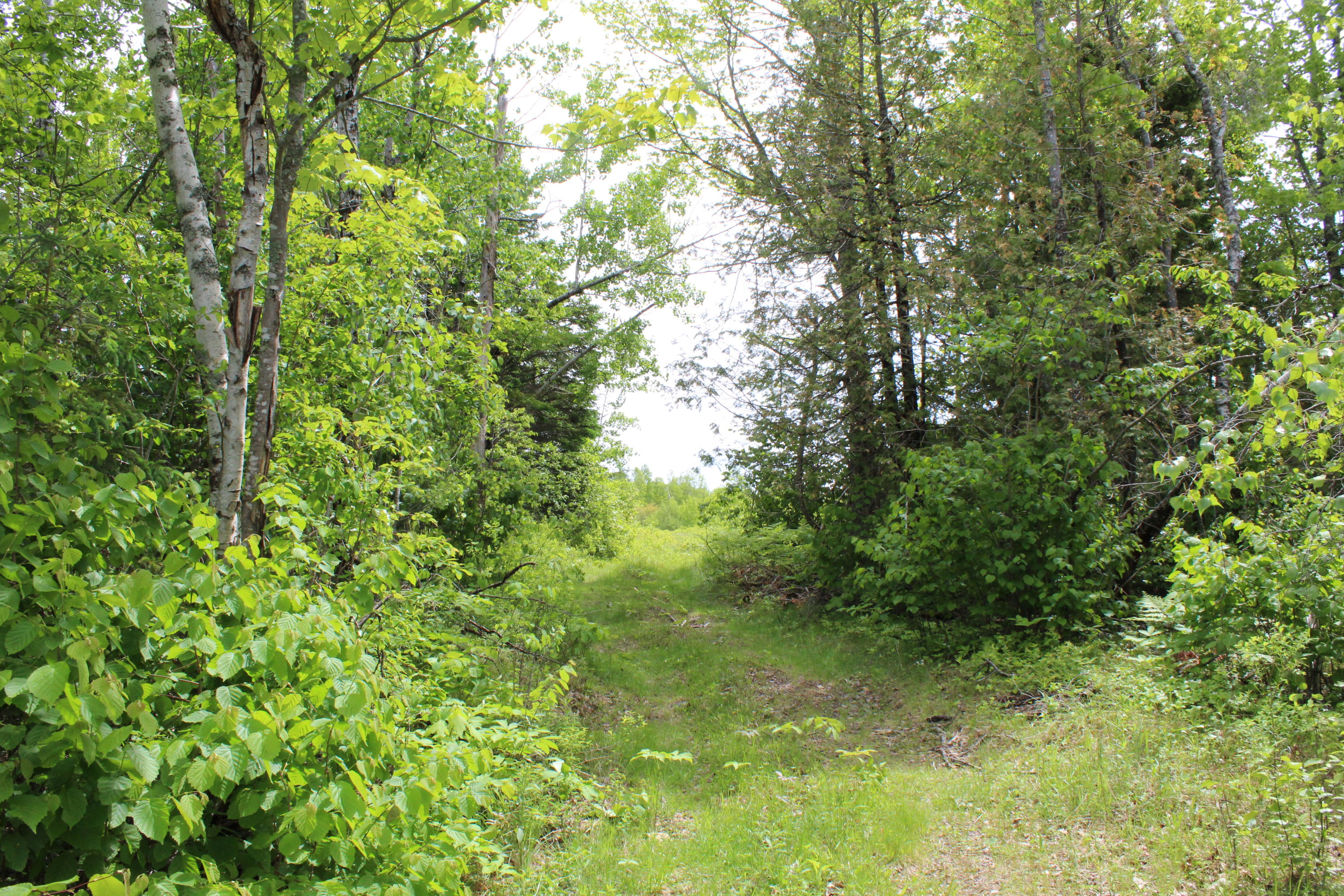 M2-l9 &10 Diffin Hill Road Robbinston, ME 04671 - Photo 43 of 66 IMG_5319
