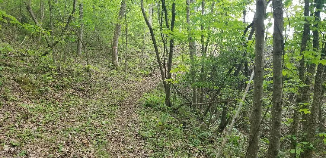 5610 Cottonport Road Decatur, TN 37322 - Photo 21 of 22 a view of a lush green forest next to a road