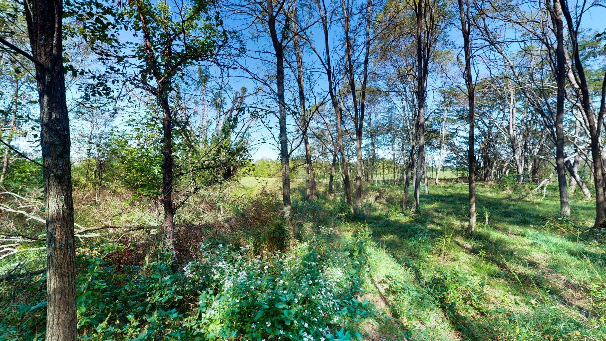 0 Old Paris Murray Road Puryear, TN 38251 - Photo 19 of 42 a view of a garden