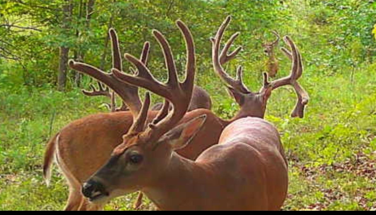 0 Old Paris Murray Road Puryear, TN 38251 - Photo 34 of 42