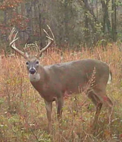 $1,149,000 | 0 Old Paris Murray Road, Puryear, TN 38251