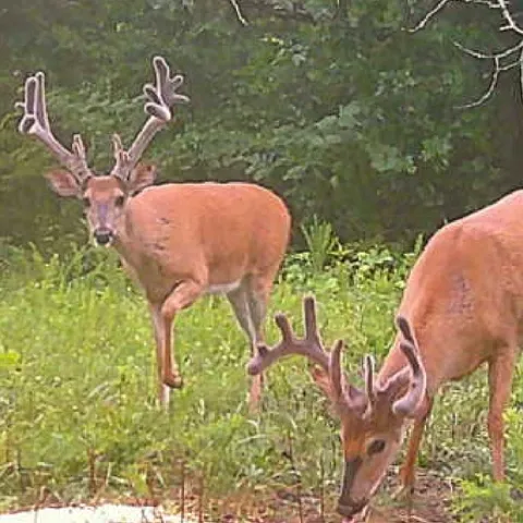 $1,149,000 | 0 Old Paris Murray Road, Puryear, TN 38251