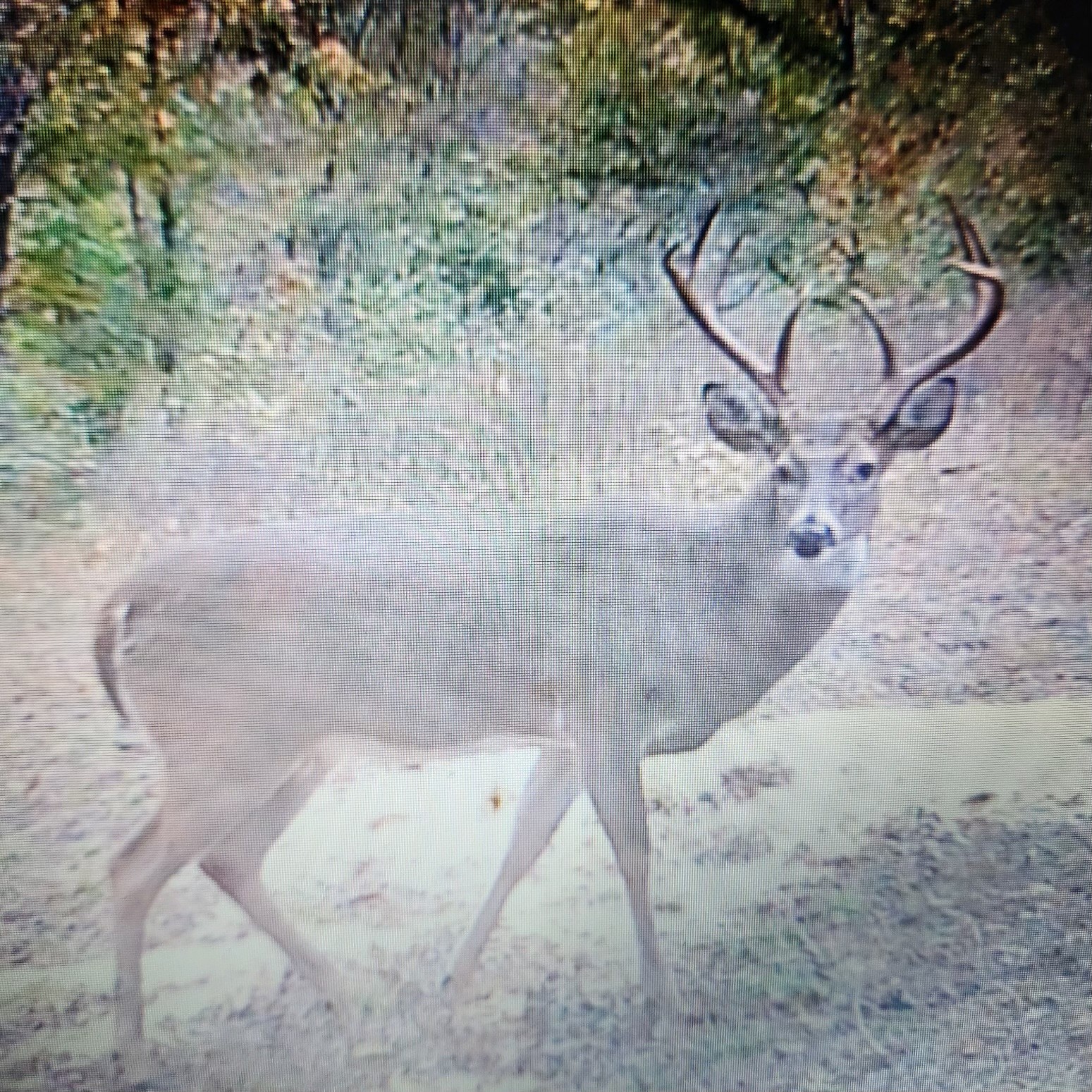 0 Old Paris Murray Road Puryear, TN 38251 - Photo 38 of 42