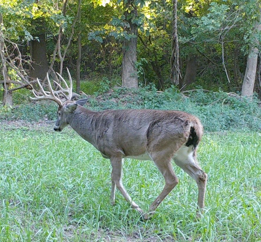 0 Old Paris Murray Road Puryear, TN 38251 - Photo 40 of 42