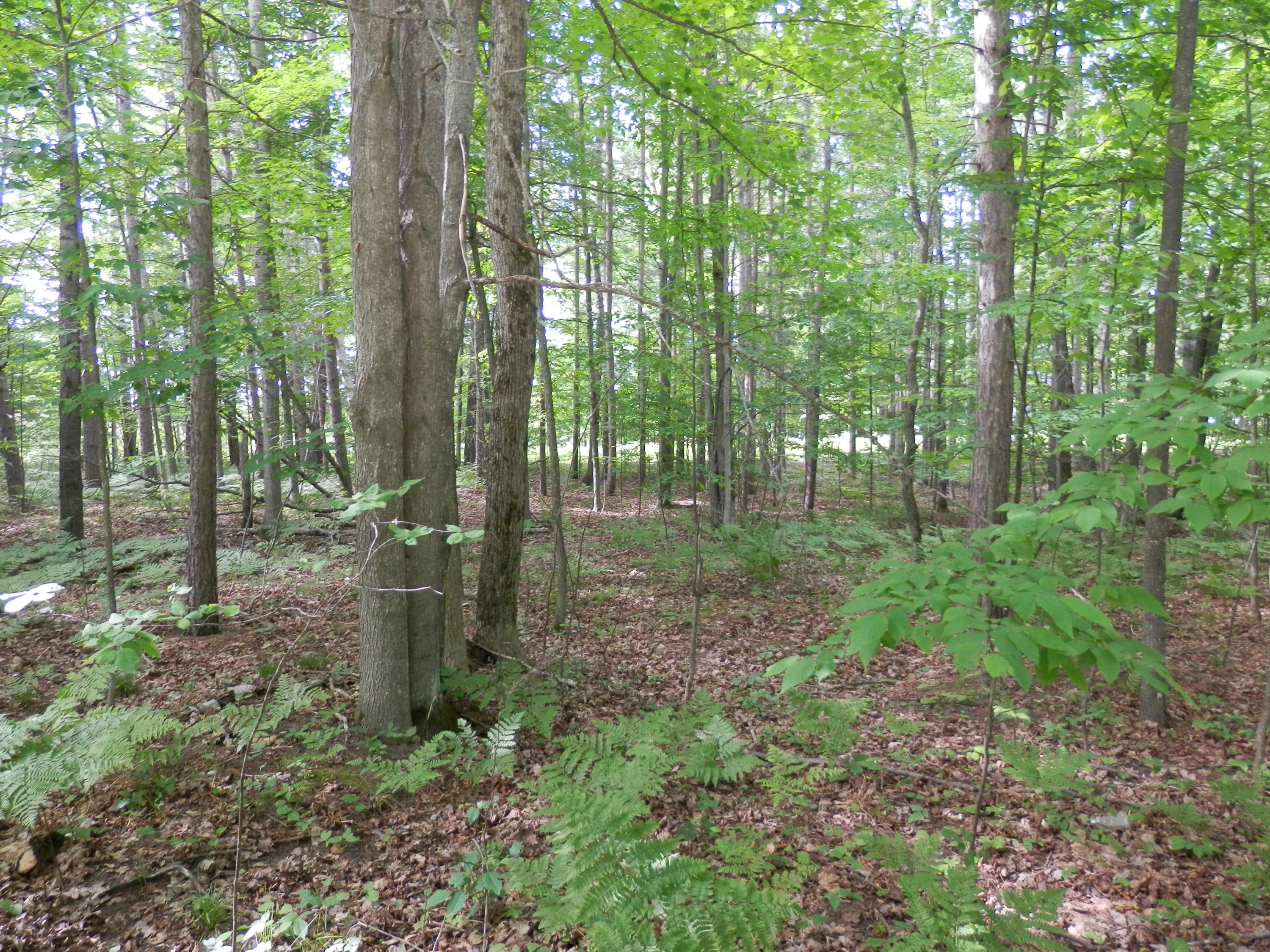 Ranger Lake Road Gaylord, MI 49735 - Photo 10 of 11 Gallery Image 10