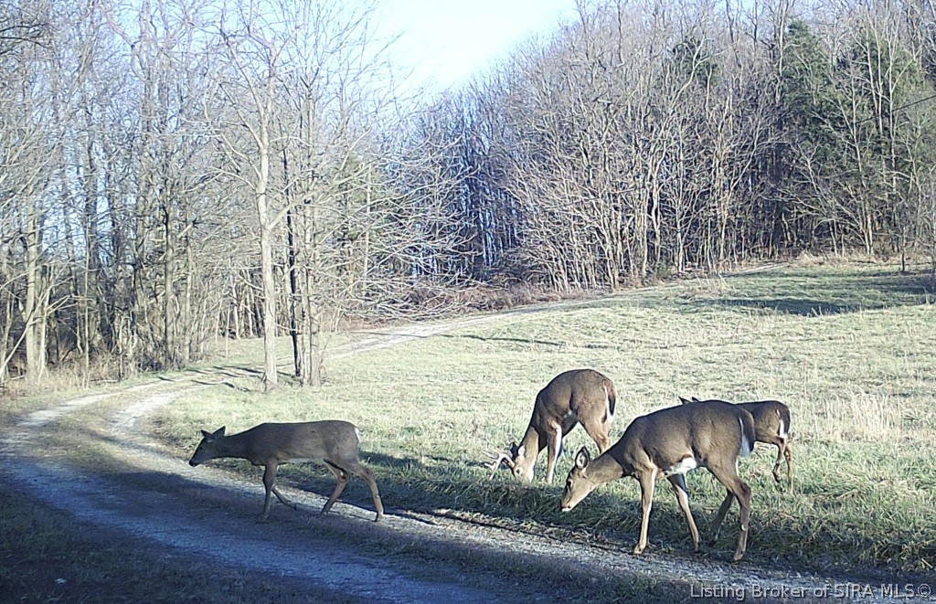 68.76-ac Quarry Line Road Corydon, IN 47112 - Photo 7 of 39