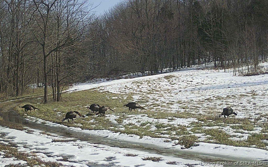 68.76-ac Quarry Line Road Corydon, IN 47112 - Photo 10 of 39