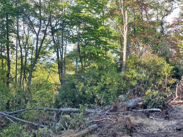 a view of a forest filled with trees